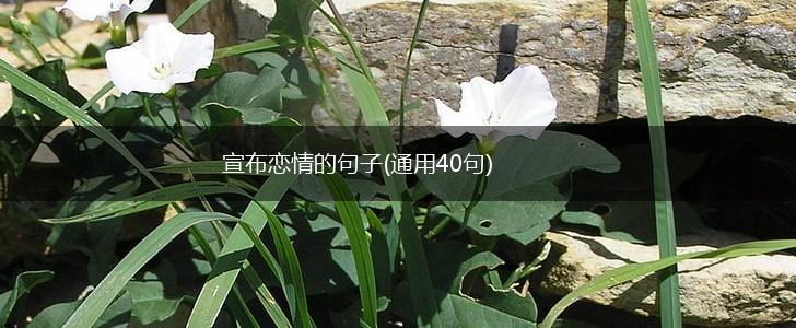 宣布恋情的句子(通用40句),第1张