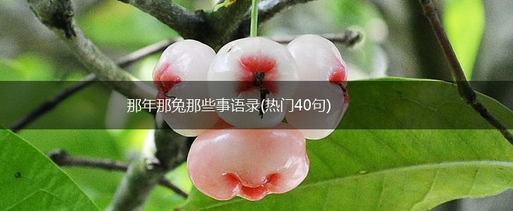 那年那兔那些事语录(热门40句),第1张