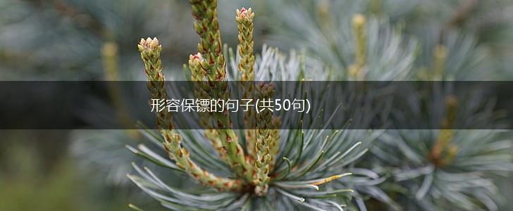 形容保镖的句子(共50句),第1张
