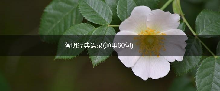 蔡明经典语录(通用60句),第1张