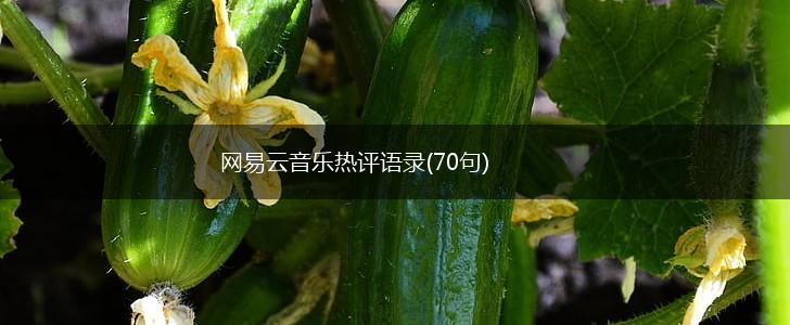 网易云音乐热评语录(70句),第1张