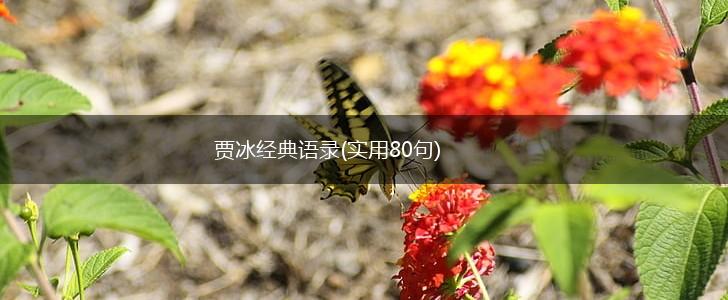 贾冰经典语录(实用80句),第1张