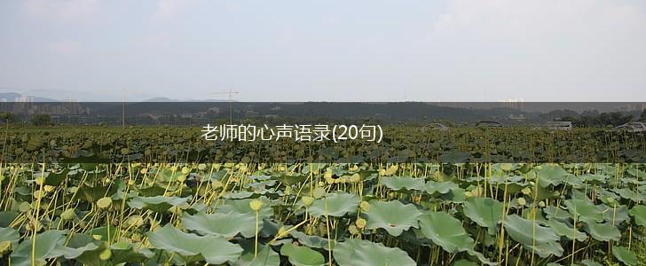 老师的心声语录(20句),第1张
