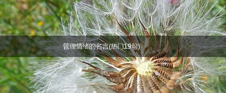 管理情绪的名言(热门19句),第1张 管理情绪的名言(热门19句),第1张