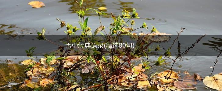 雪中经典语录(精选80句),第1张