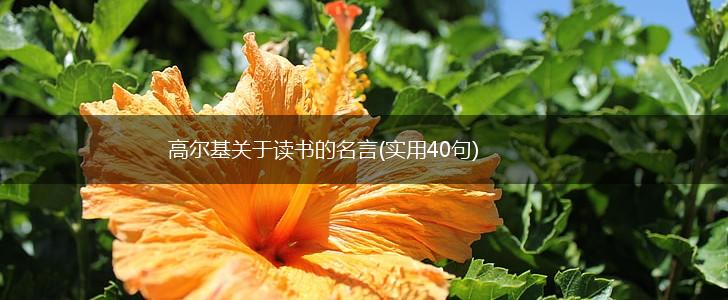 高尔基关于读书的名言(实用40句),第1张