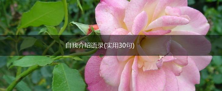 自我介绍语录(实用30句),第1张