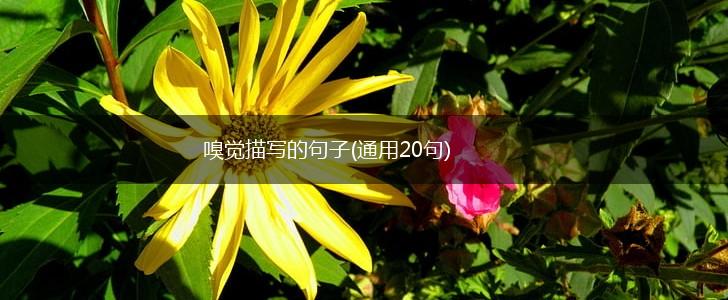 嗅觉描写的句子(通用20句),第1张