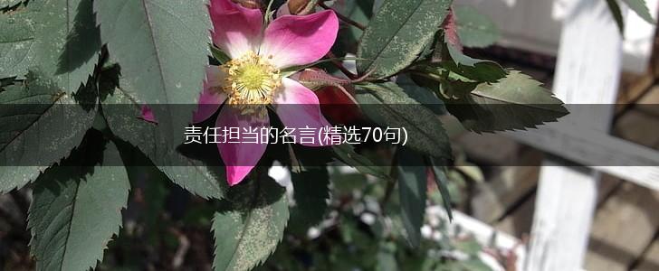 责任担当的名言(精选70句),第1张 责任担当的名言(精选70句),第1张