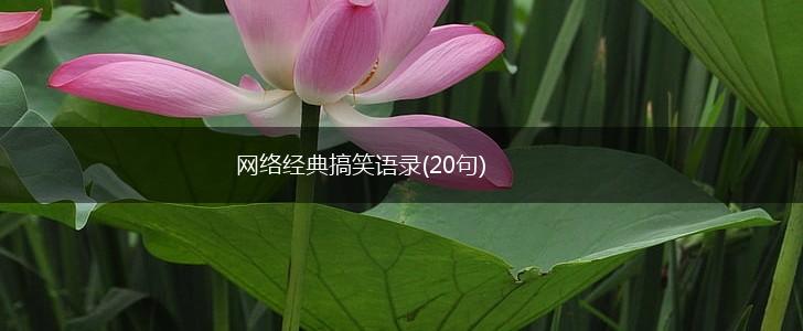 网络经典搞笑语录(20句),第1张