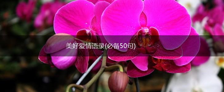 美好爱情语录(必备50句),第1张
