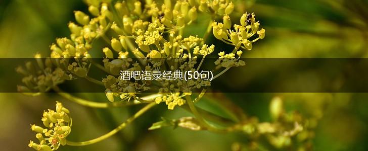 酒吧语录经典(50句),第1张