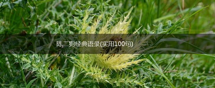陈二狗经典语录(实用100句),第1张