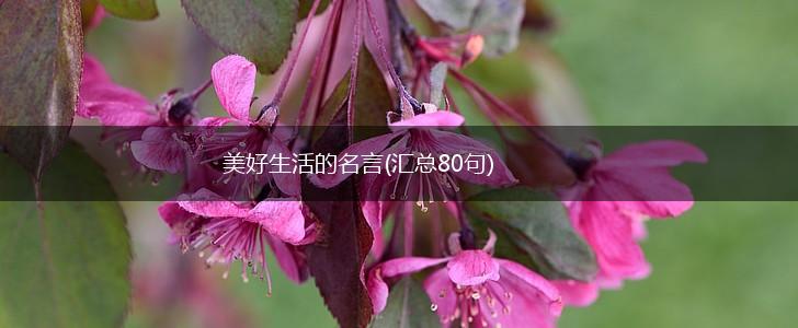 美好生活的名言(汇总80句),第1张