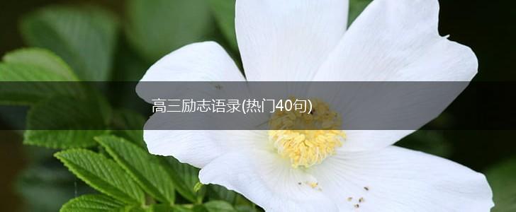 高三励志语录(热门40句),第1张