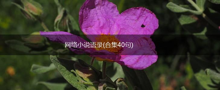 网络小说语录(合集40句),第1张