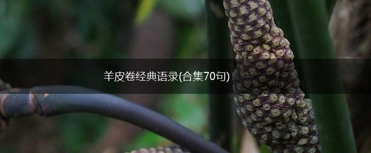 羊皮卷经典语录(合集70句),第1张