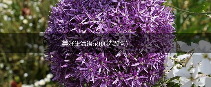 美好生活语录(优选20句),第1张