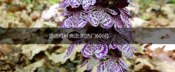 道德经经典语录(热门60句),第1张