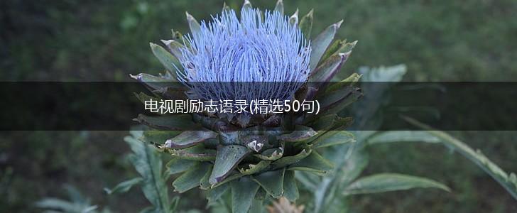 电视剧励志语录(精选50句),第1张