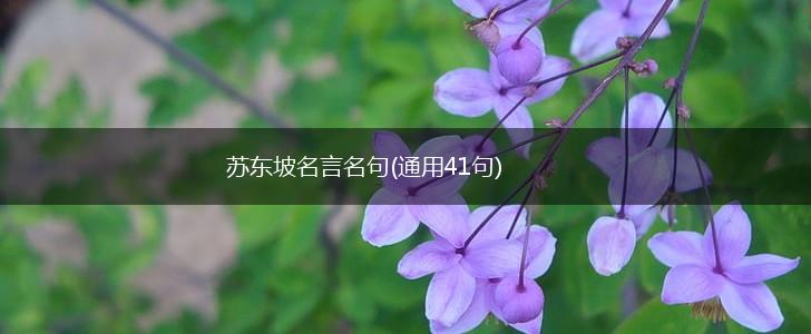 苏东坡名言名句(通用41句),第1张 苏东坡名言名句(通用41句),第1张