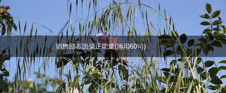 销售励志语录正能量(通用60句),第1张