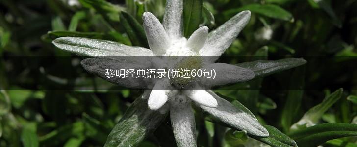 黎明经典语录(优选60句),第1张