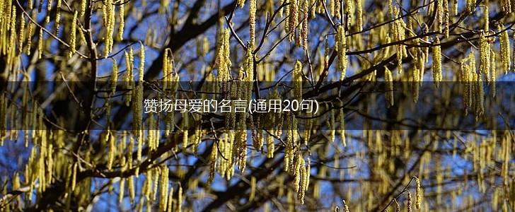 赞扬母爱的名言(通用20句),第1张