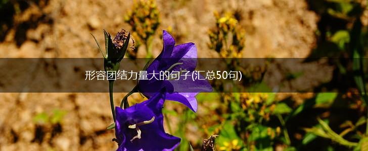 形容团结力量大的句子(汇总50句),第1张