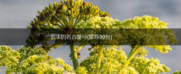 追求的名言警句(推荐80句),第1张