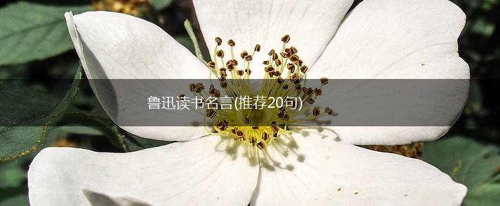 鲁迅读书名言(推荐20句),第1张