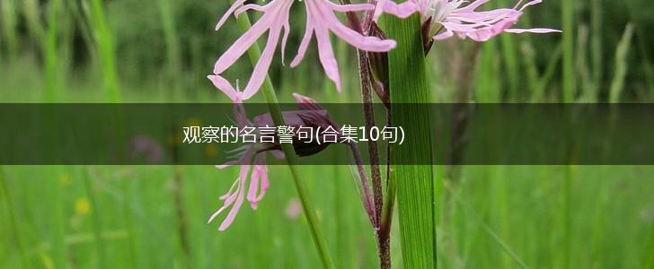 观察的名言警句(合集10句),第1张