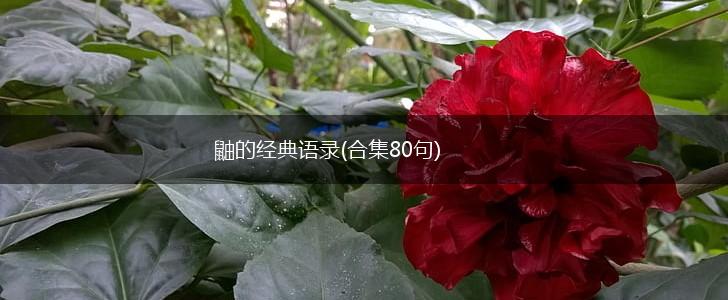 鼬的经典语录(合集80句),第1张