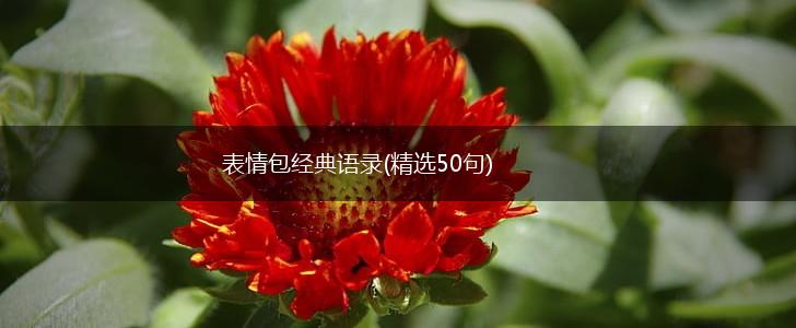 表情包经典语录(精选50句),第1张