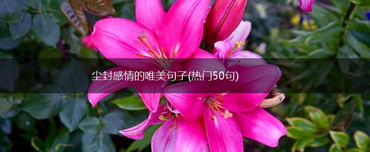 尘封感情的唯美句子(热门50句),第1张