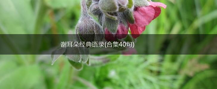 谢耳朵经典语录(合集40句),第1张