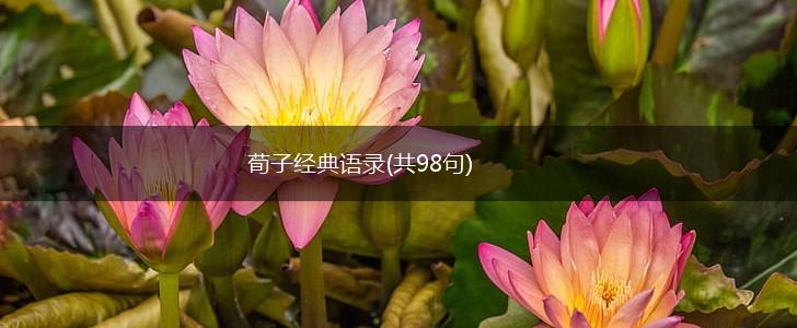 荀子经典语录(共98句),第1张