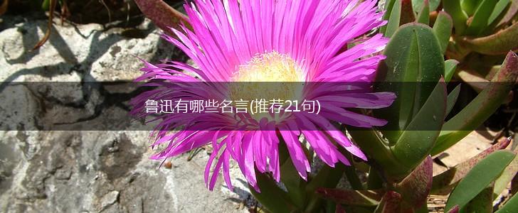 鲁迅有哪些名言(推荐21句),第1张
