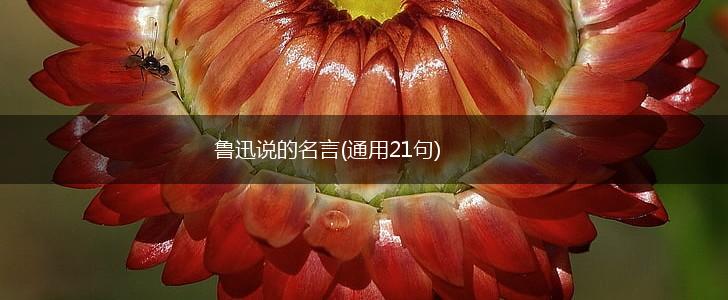 鲁迅说的名言(通用21句),第1张