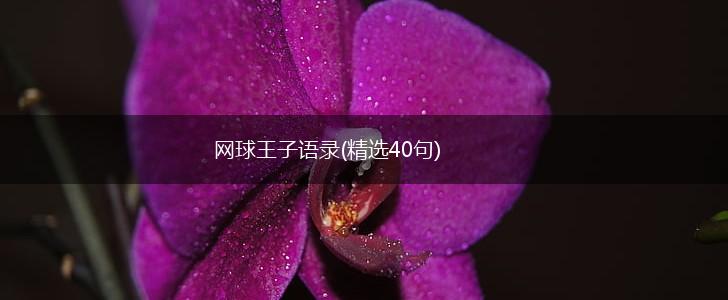 网球王子语录(精选40句),第1张