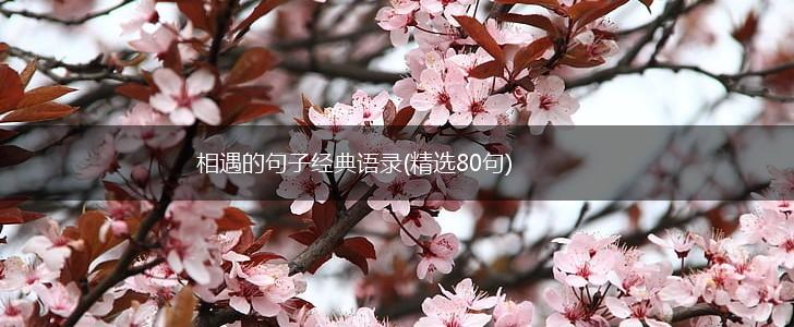 相遇的句子经典语录(精选80句),第1张