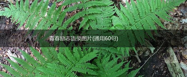 青春励志语录图片(通用60句),第1张