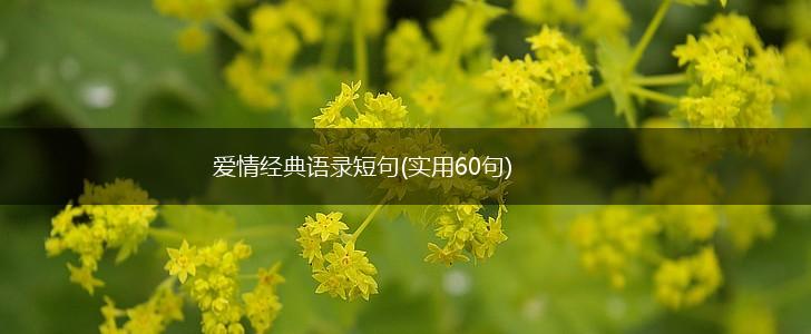 爱情经典语录短句(实用60句),第1张