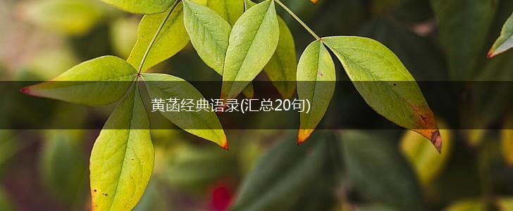 黄菡经典语录(汇总20句),第1张