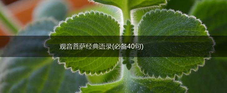 观音菩萨经典语录(必备40句),第1张