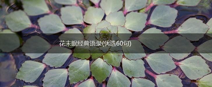花未眠经典语录(优选60句),第1张