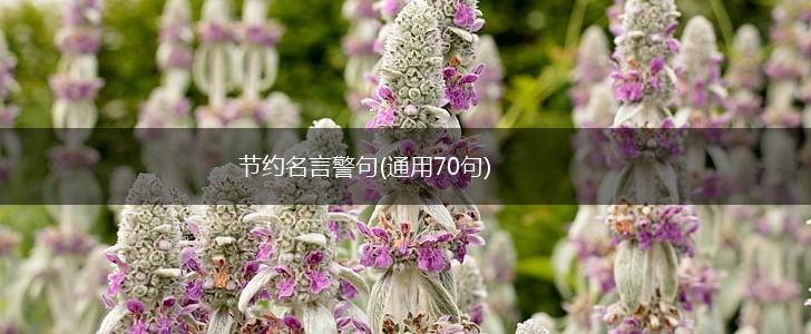 节约名言警句(通用70句),第1张 节约名言警句(通用70句),第1张