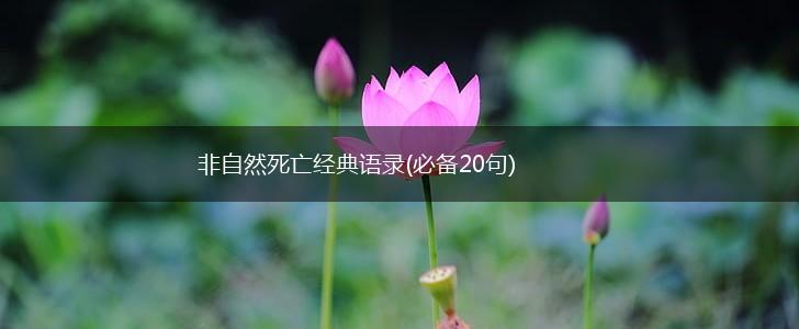 非自然死亡经典语录(必备20句),第1张