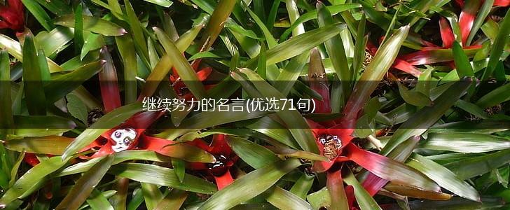 继续努力的名言(优选71句),第1张 继续努力的名言(优选71句),第1张