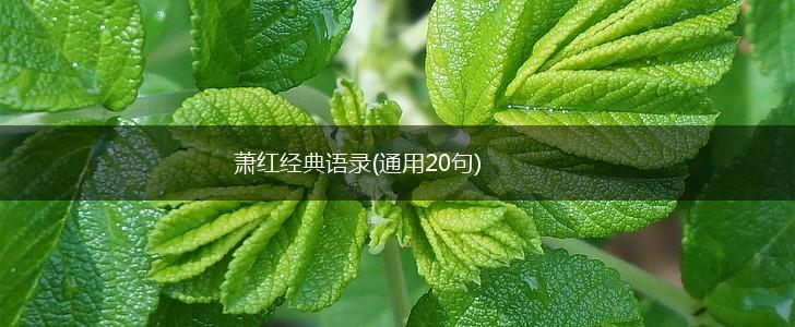 萧红经典语录(通用20句),第1张